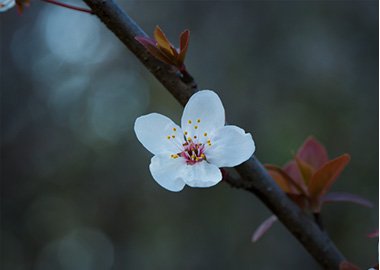 对照阅读两者都保留在站内即可形成完整